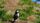 puffin