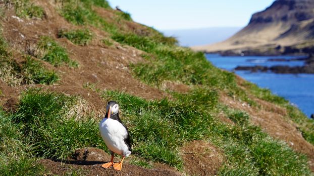 Mykines puffin hike and cliffs — Faroe Islands