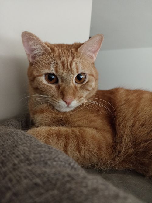 Free A ginger tabby cat resting comfortably indoors, displaying alert eyes and a calm demeanor. Stock Photo