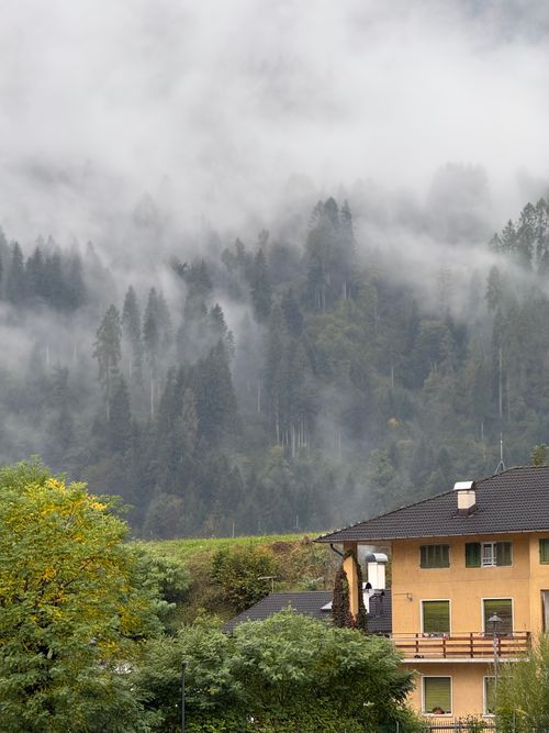 Free Foggy day in Trentino-South Tyrol, capturing a misty forest view. Stock Photo