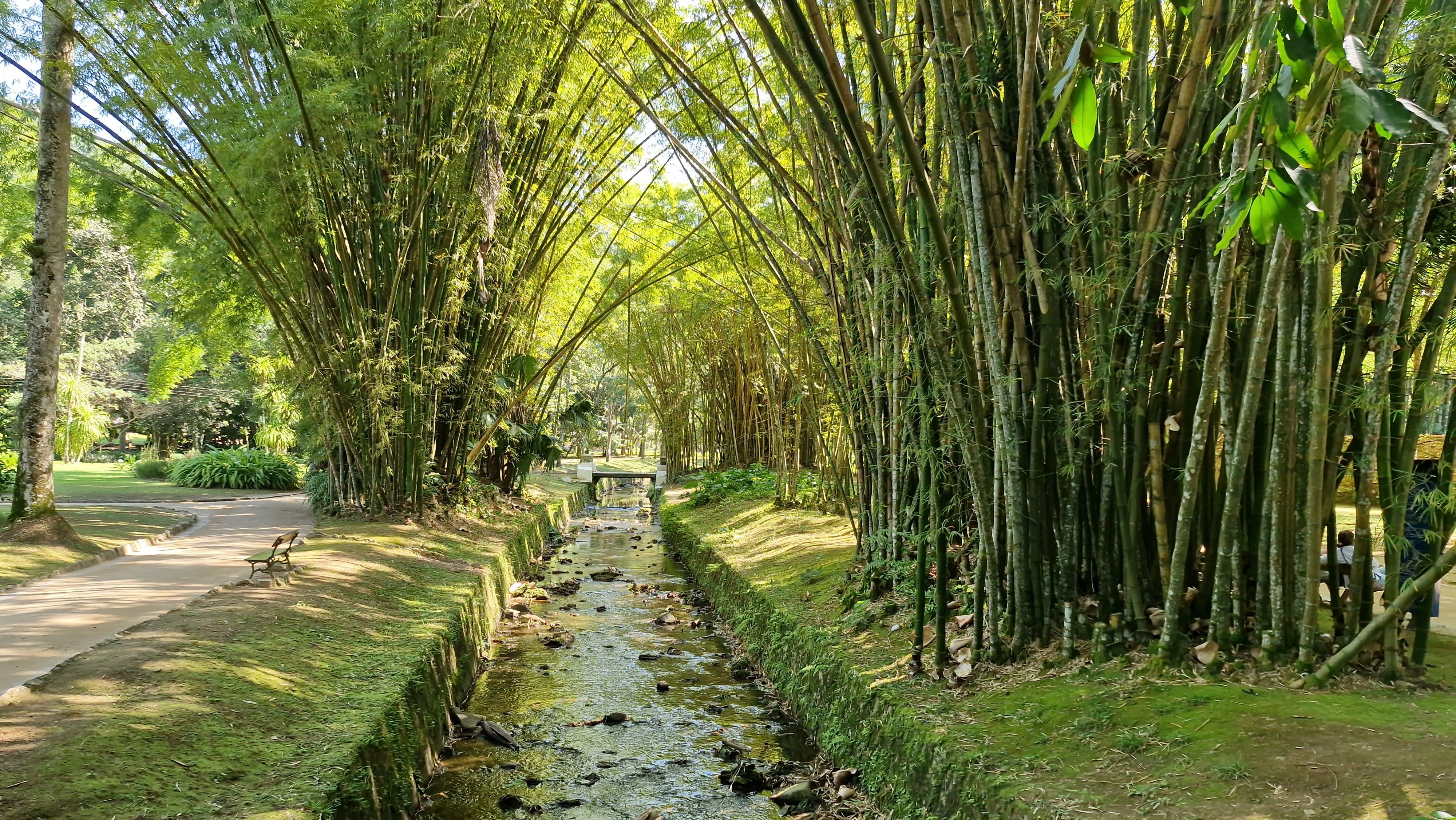Bamboo Grove and Stream in Rio de Janeiro Park