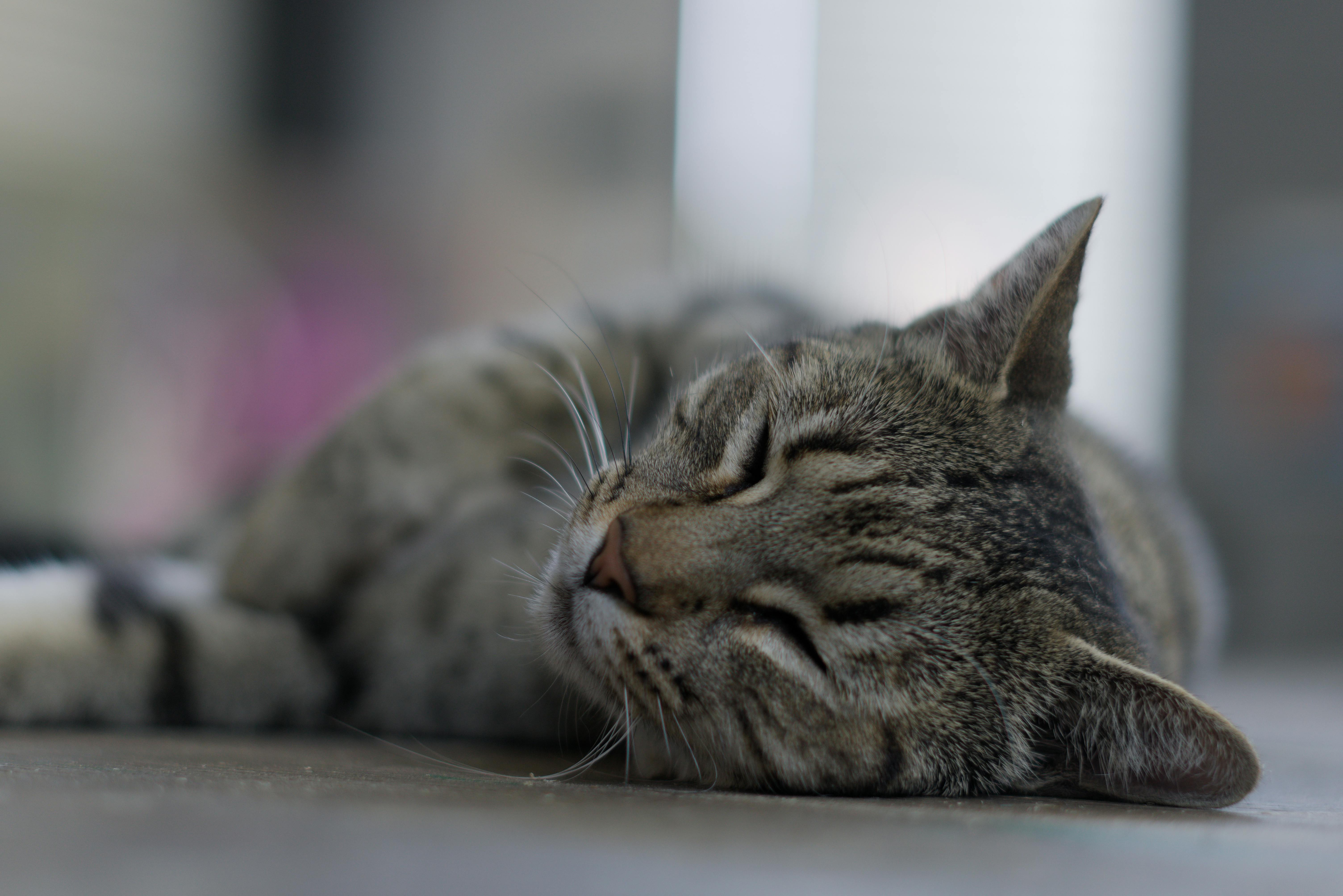 The Shocking Impact of Sleep Hacks on Productivity