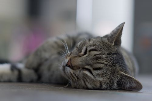 Free Peaceful close-up of a sleeping tabby cat on a soft surface indoors. Stock Photo