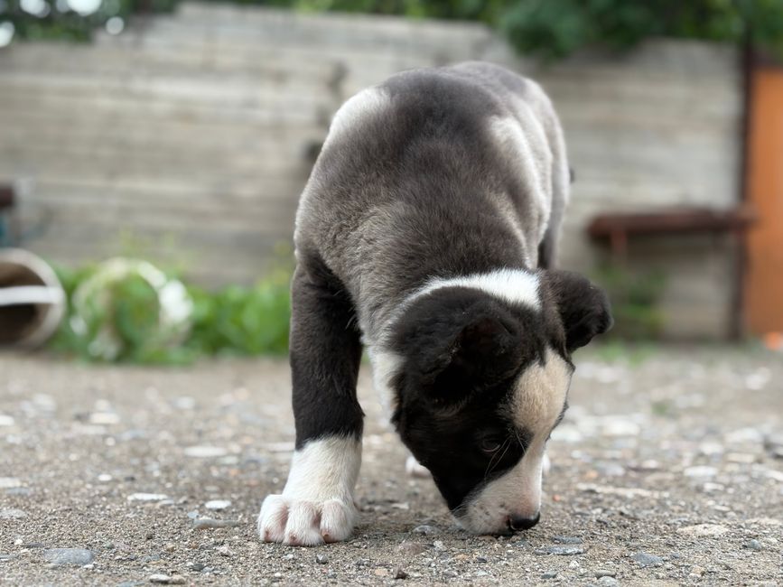 Small puppy exploring a new texture like grass or gravel - small dog socialization Small puppy exploring a new texture like grass or gravel - small dog socialization