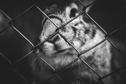 Grayscale Photo of a Rabbit on a Cage