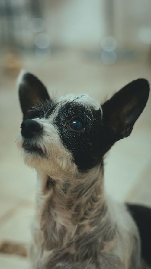 Free Charming close-up of a small black and white dog looking upwards, indoors. Stock Photo