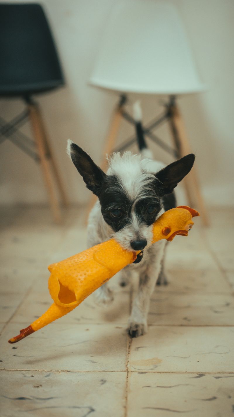 Perro pequeño con un juguete en casa, otra muestra de juguetes interactivos para perros
