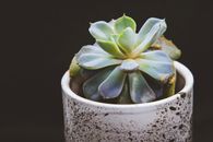 斑点锅中一株充满活力的多汁植物特写镜头