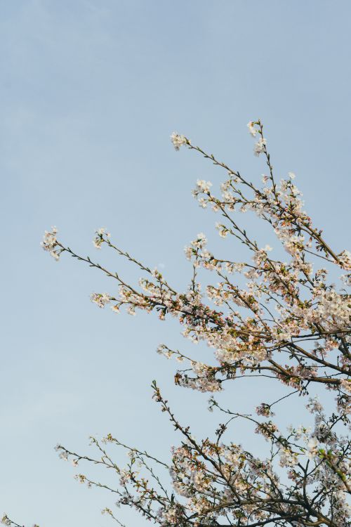 Free Cherry blossoms blooming against a clear blue sky in Seoul, South Korea. Stock Photo