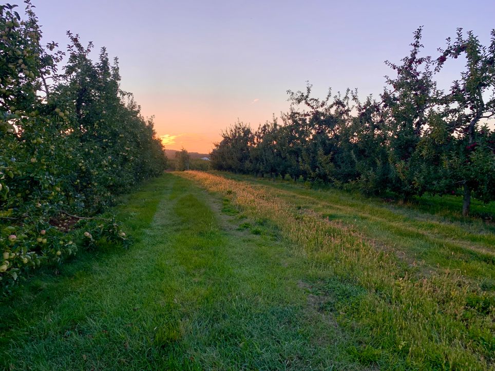 Apple orchard at sunset, photo by Jonathan David on Pexels