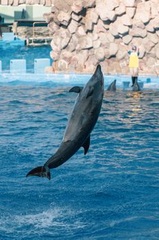 An energetic dolphin performs a mid-air jump in a blue pool at an aquarium show.