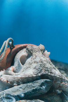 A detailed photo of a common octopus in a natural underwater setting, showcasing marine life.