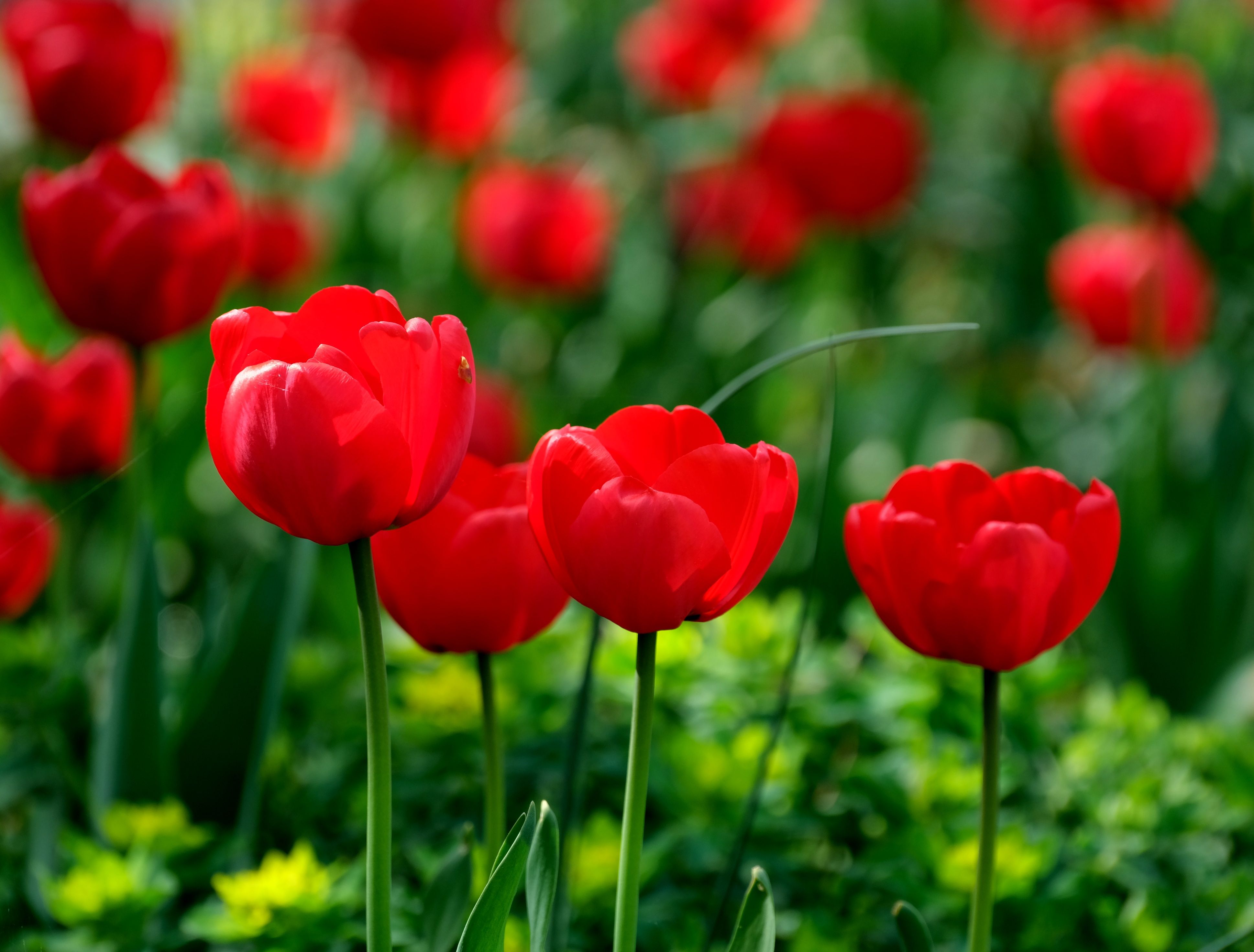 Vibrant Red Tulips Blooming in Spring Garden · Free Stock Photo