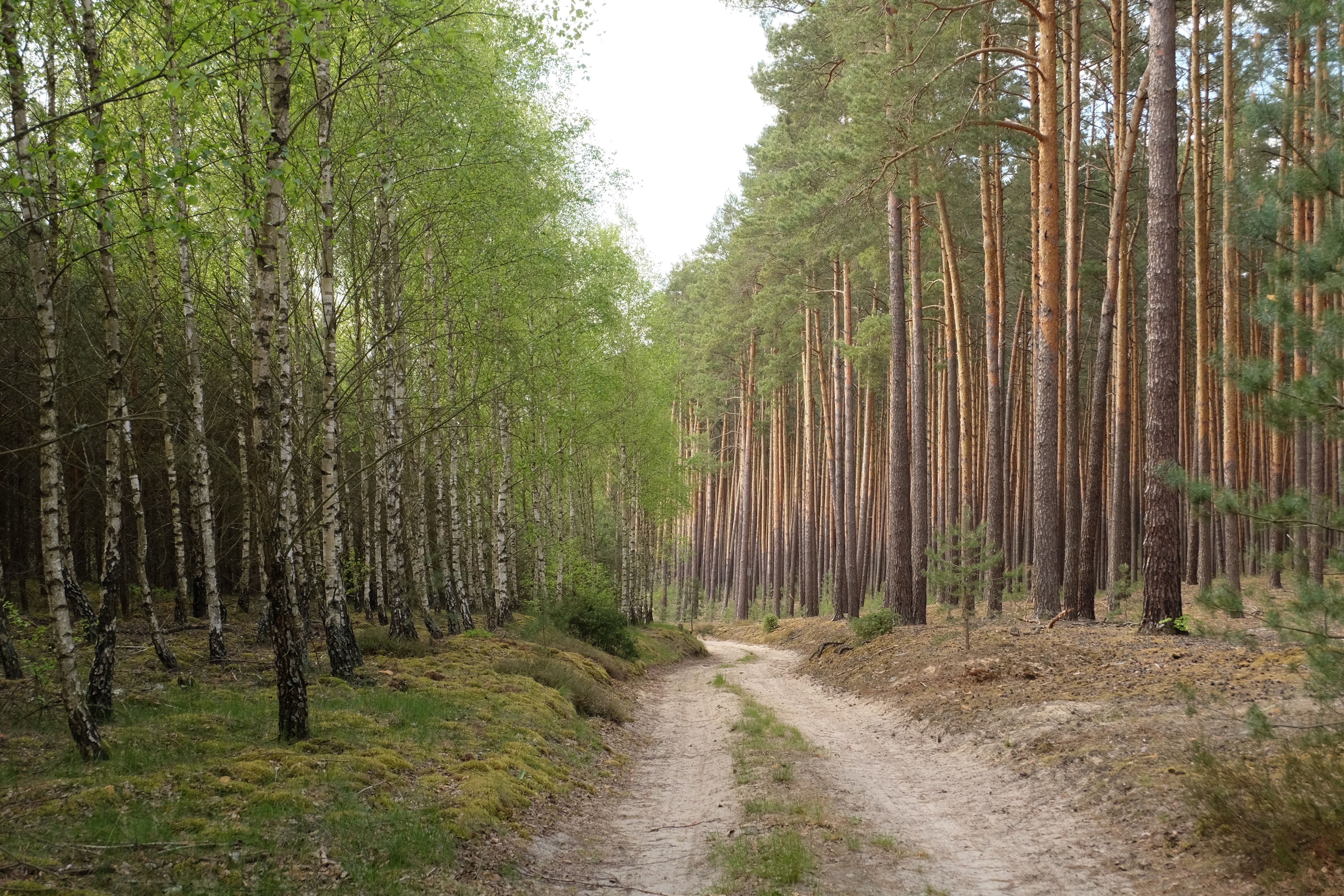 Serene Forest Path Amidst Birch and Pine Trees · Free Stock Photo