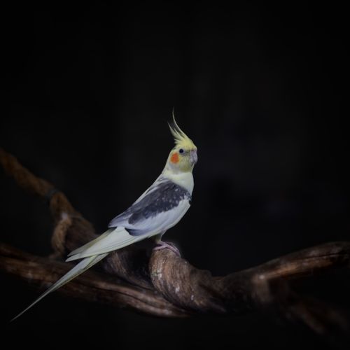 Free A beautiful cockatiel with a striking crest perched on a branch against a dark background. Stock Photo