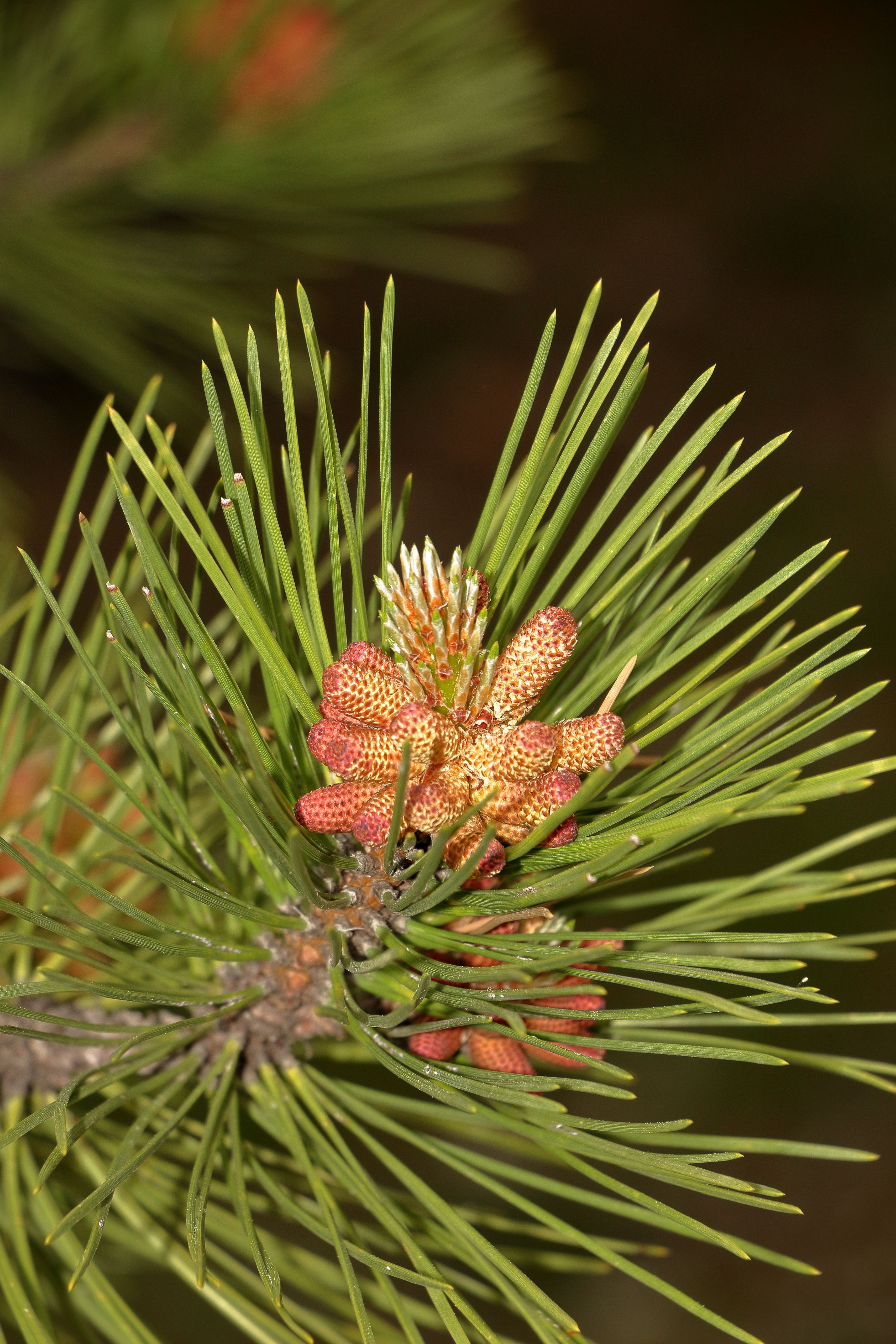 Close-up of Pine Branch with Young Cones · Free Stock Photo