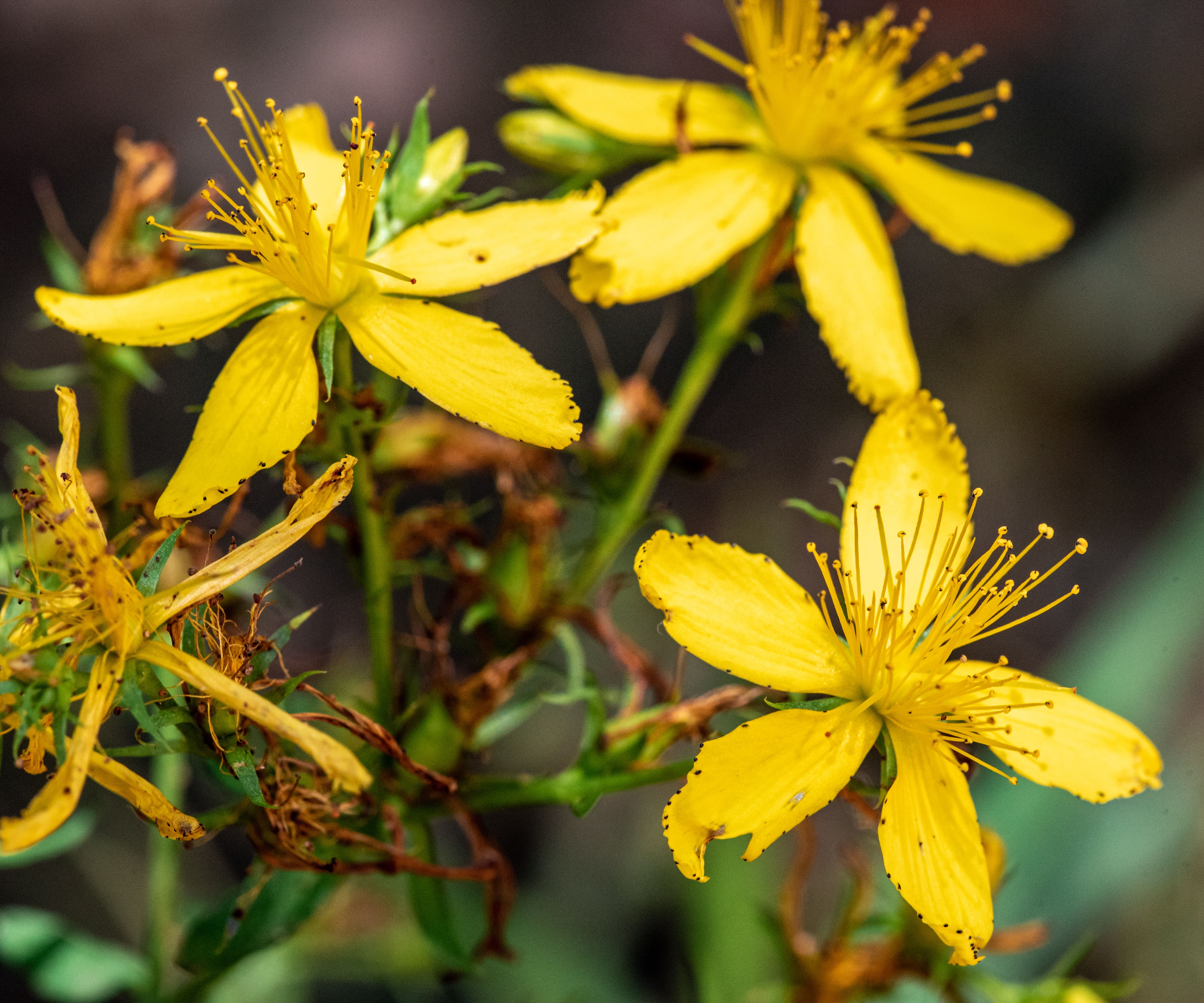 St Johns Wort