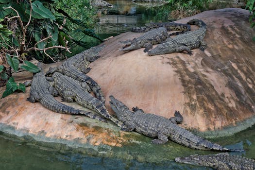 Guna Collector announces a new water conservation plan for Madhya Pradesh, addressing water scarcity issues.