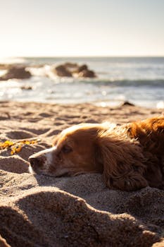 A golden retriever rests on a sandy beach, capturing a serene sunset moment with waves in the background.