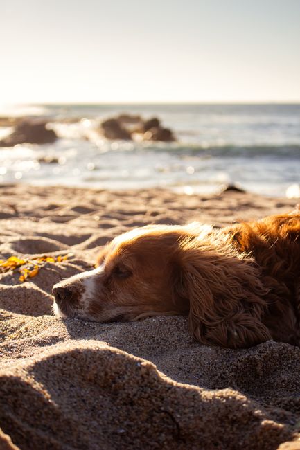 A golden retriever rests on a sandy beach, capturing a serene sunset moment with waves in the background.