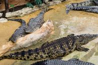 Several crocodiles resting on a sandy surface in a zoo enclosure, showcasing their natural behavior.