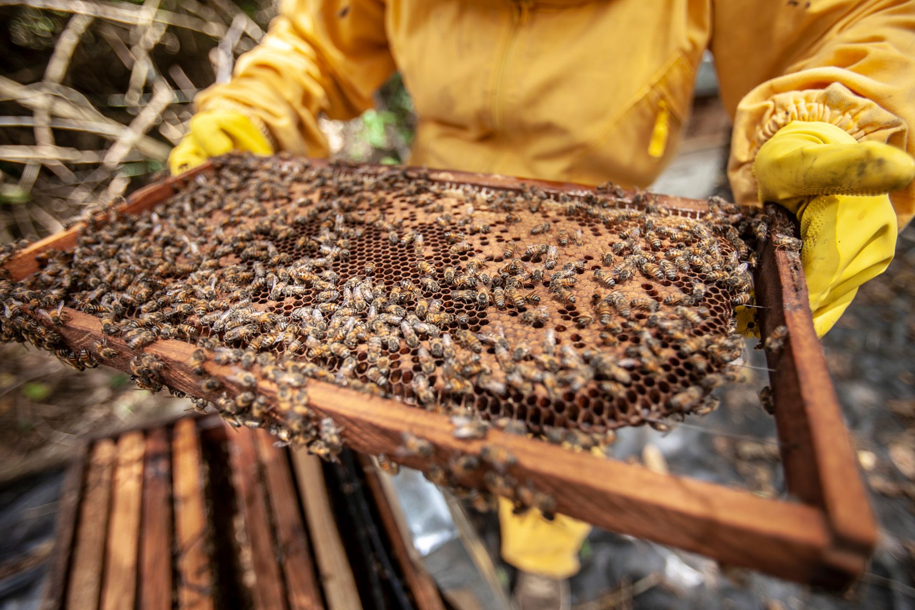 Bee Pollen: A Superfood Packed with Health Benefits