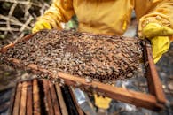 养蜂人在户外检查蜂巢框架，上面爬满了蜜蜂