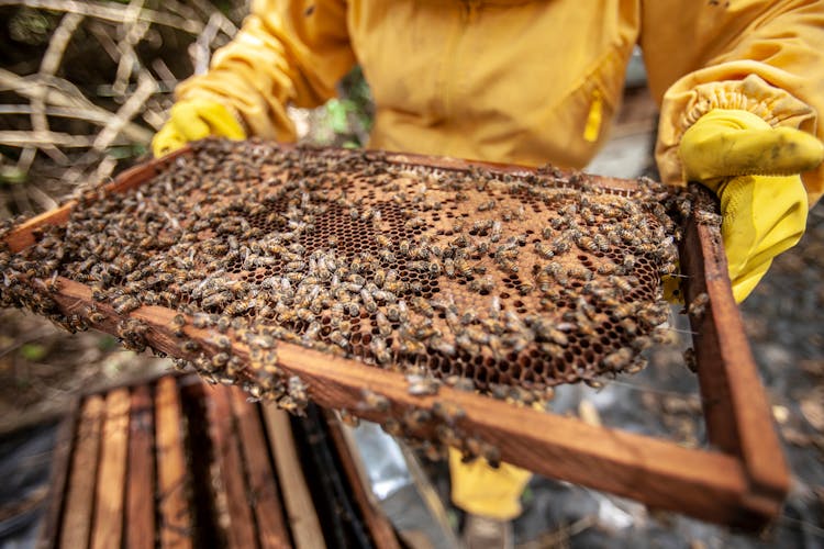 Close Up Photo Of Bees