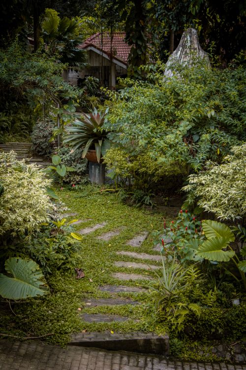 Free Explore this vibrant tropical garden in Antipolo, Philippines, with lush greenery and a hidden pathway. Stock Photo