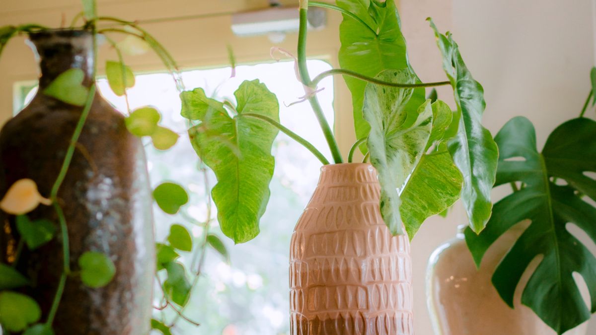 Plantes dépolluantes pour la maison