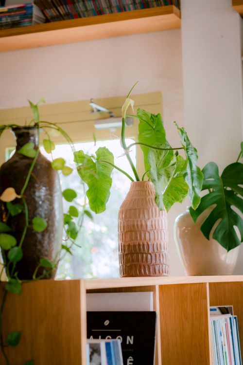 Free Vibrant green indoor plants on a wooden shelf with natural light. Stock Photo