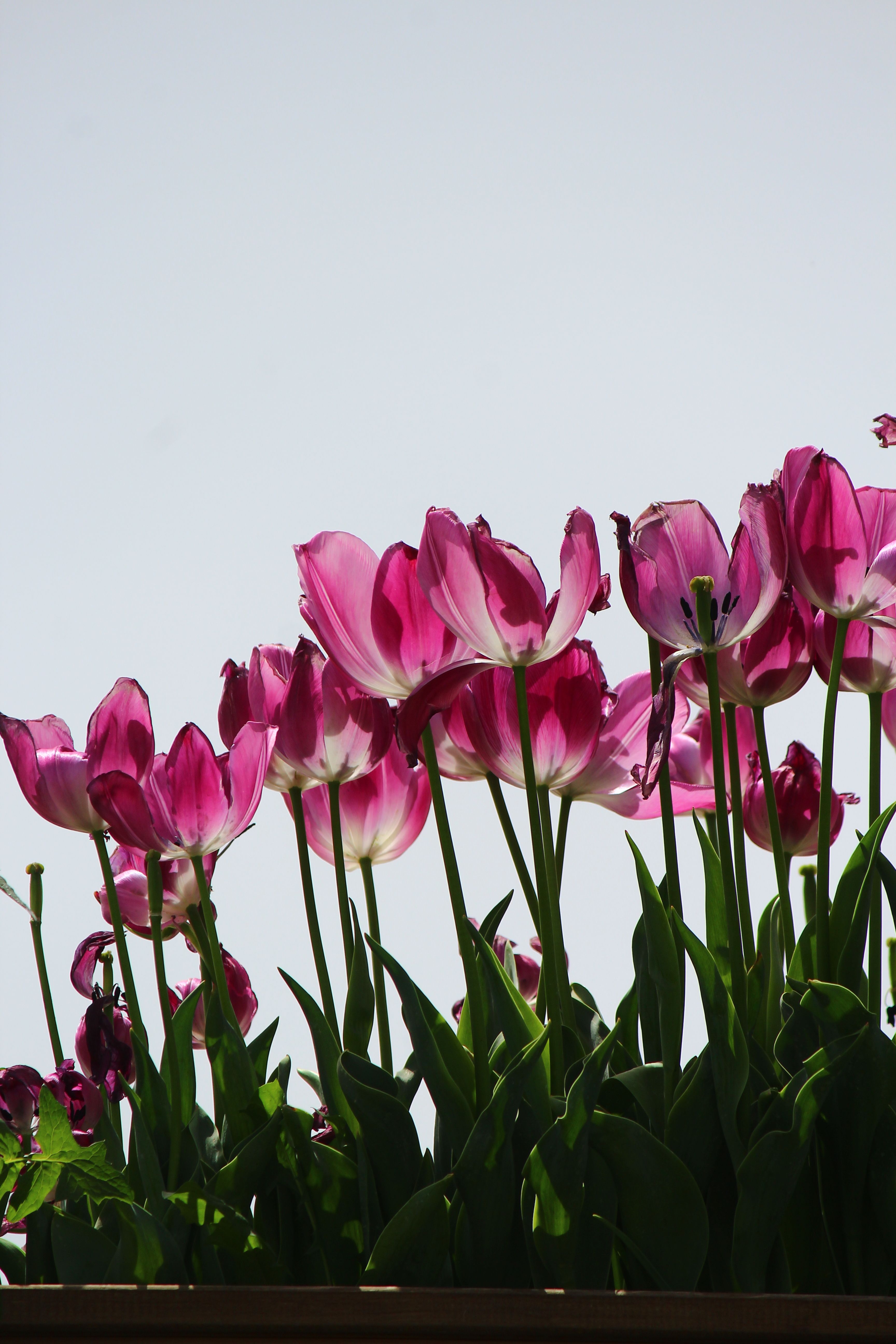 Vibrant Pink Tulips Blooming in Sunlight · Free Stock Photo