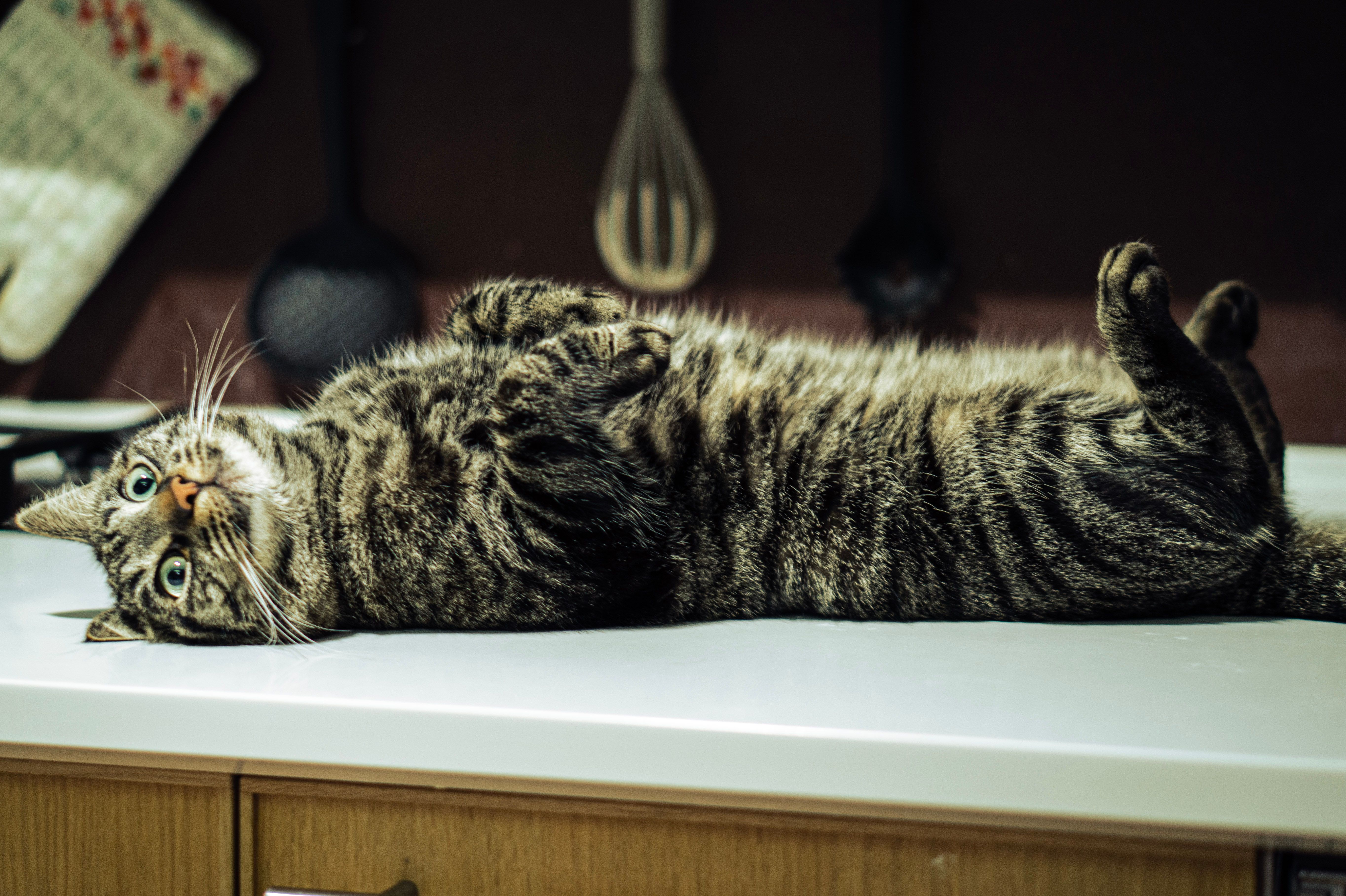 A cute tabby cat lies on a kitchen counter, showcasing its playful and relaxed demeanor.