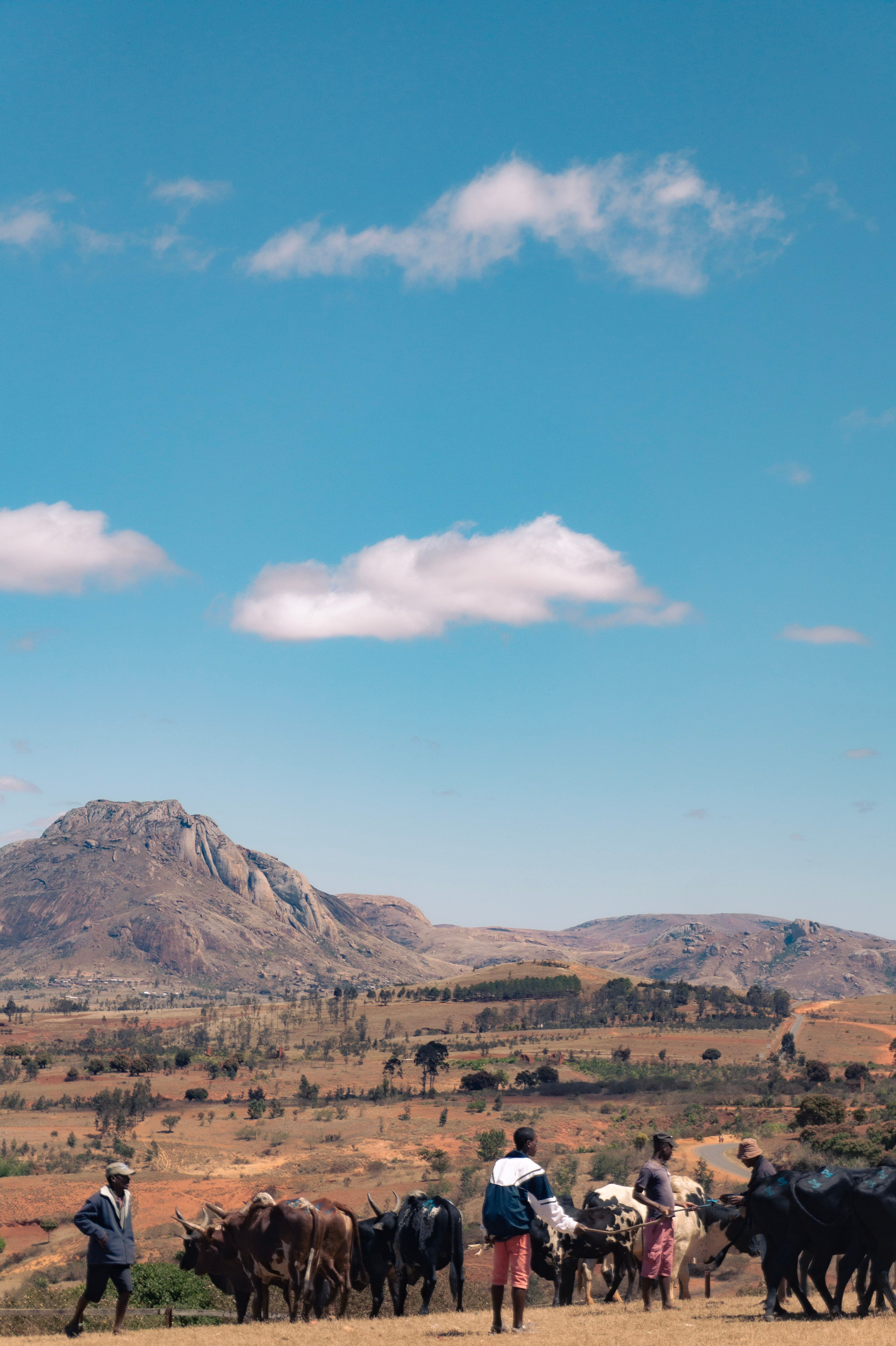 Herders with Cattle in Rural Madagascar Landscape · Free Stock Photo