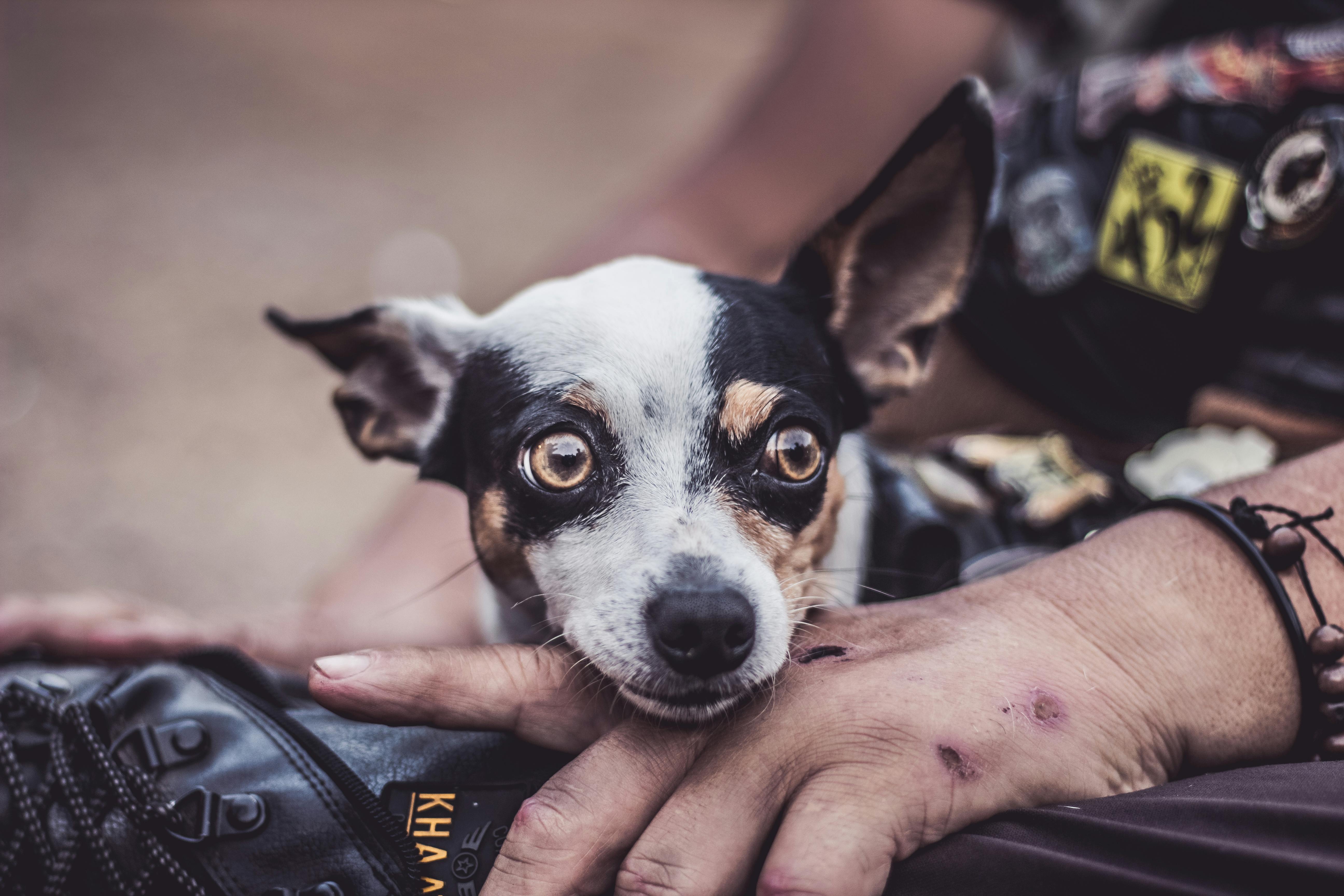 Close-Up Photo Of Dog