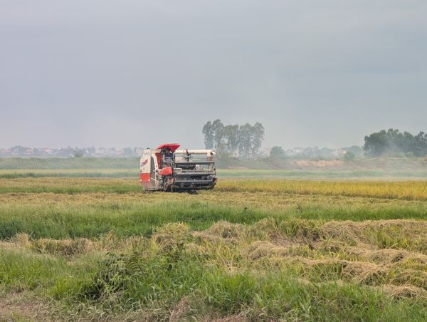Premium long grain rice