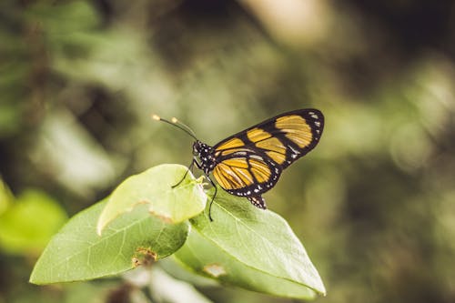 Free Butterfly on Leaves Stock Photo