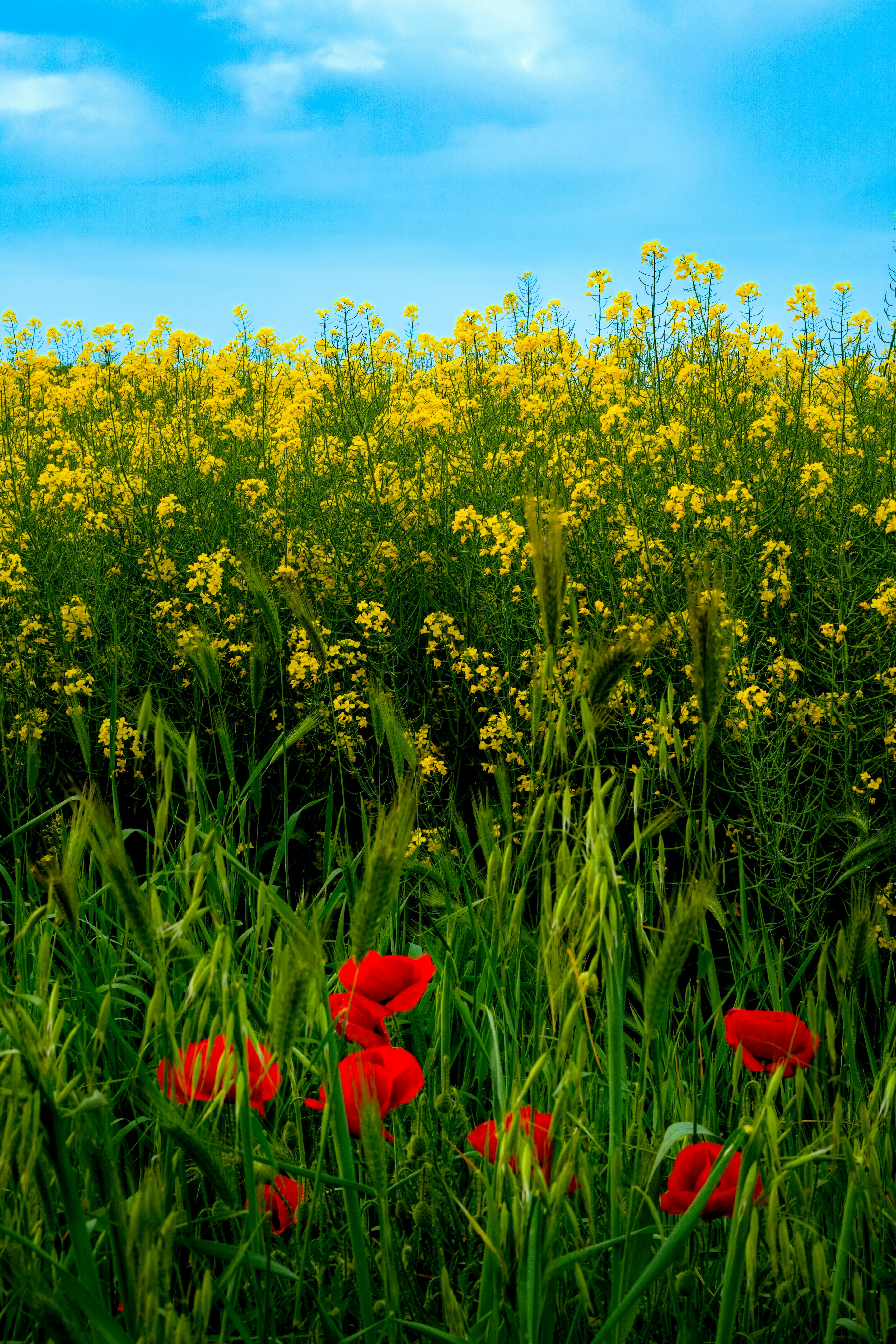 Vibrant canola flowers and red poppies under a clear blue sky. Perfect spring scene.