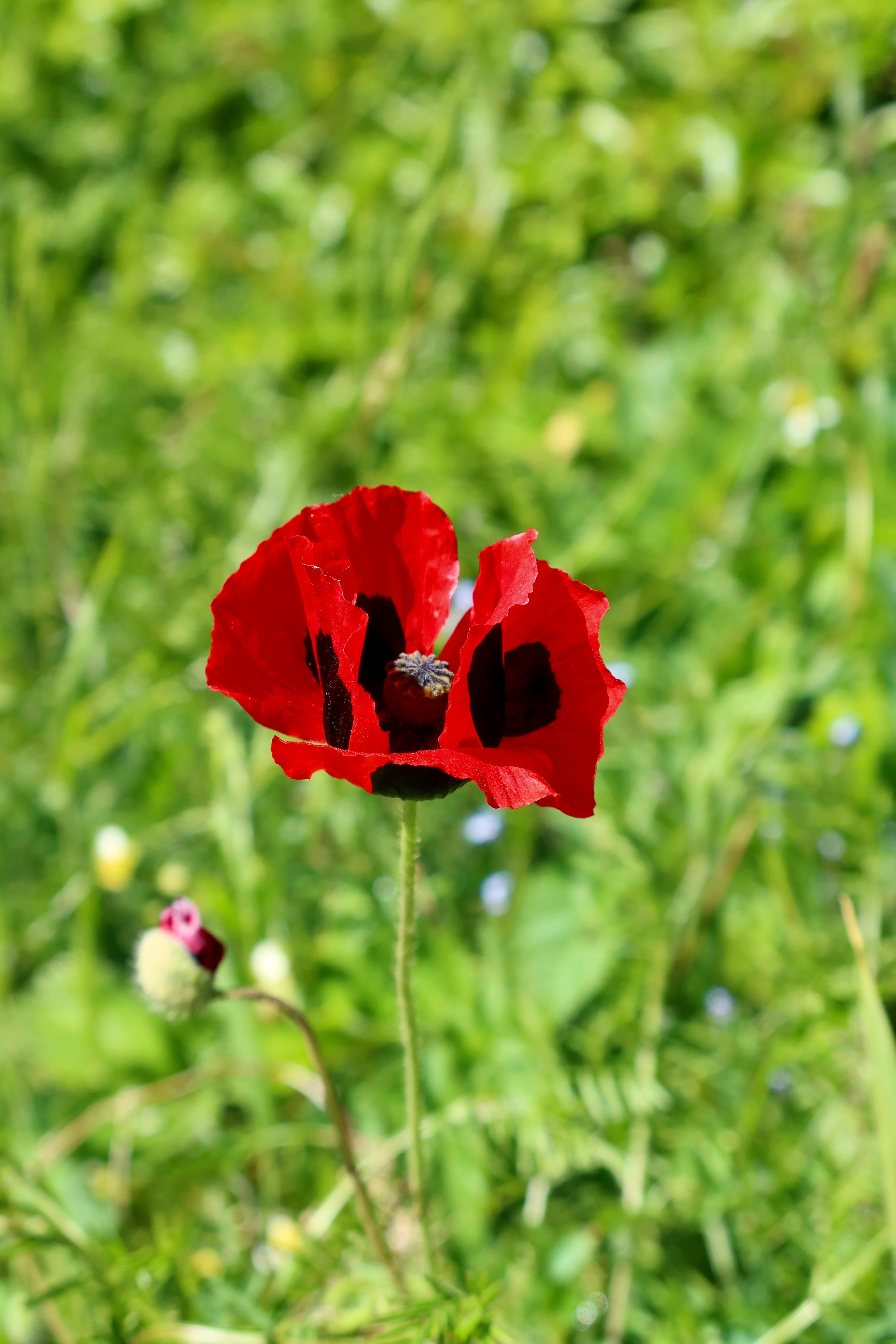 Gratis En lys rød valmueblomst står frem på en frodig grøn eng og er indbegrebet af forårets skønhed. Lagerfoto