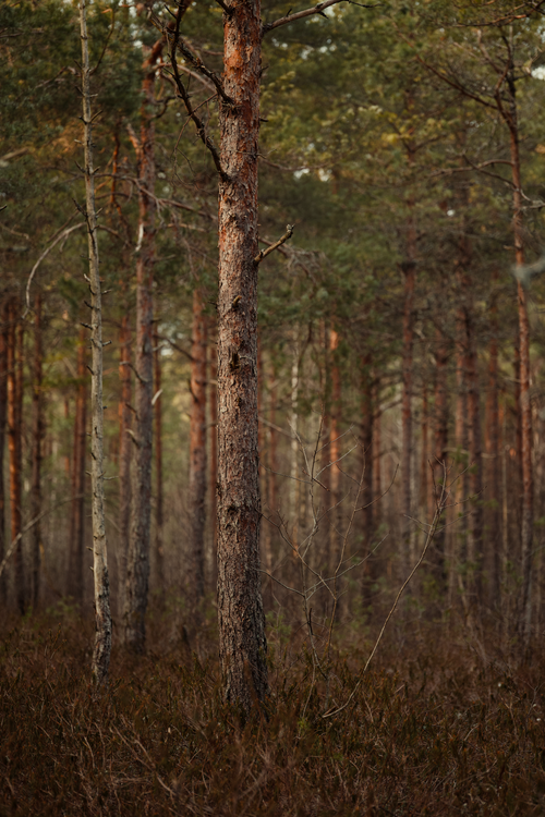 Free Serene view of a dense pine forest capturing the essence of nature's beauty. Stock Photo
