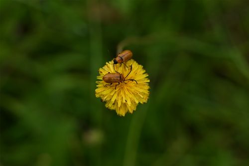Free Pair of beetles resting on a yellow dandelion against a blurred green background. Stock Photo