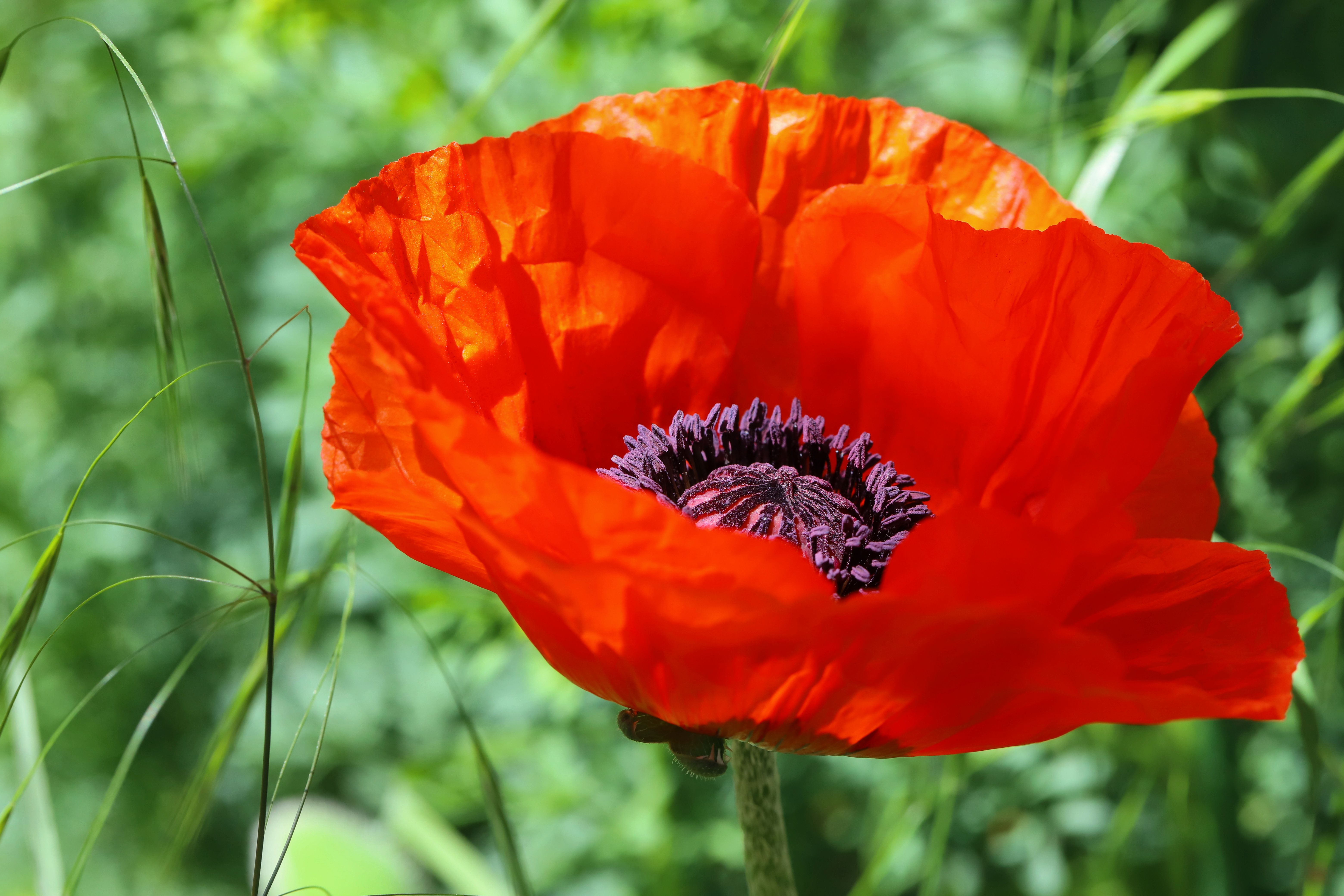 Vibrant Red Poppy Bloom in Spring Garden · Free Stock Photo