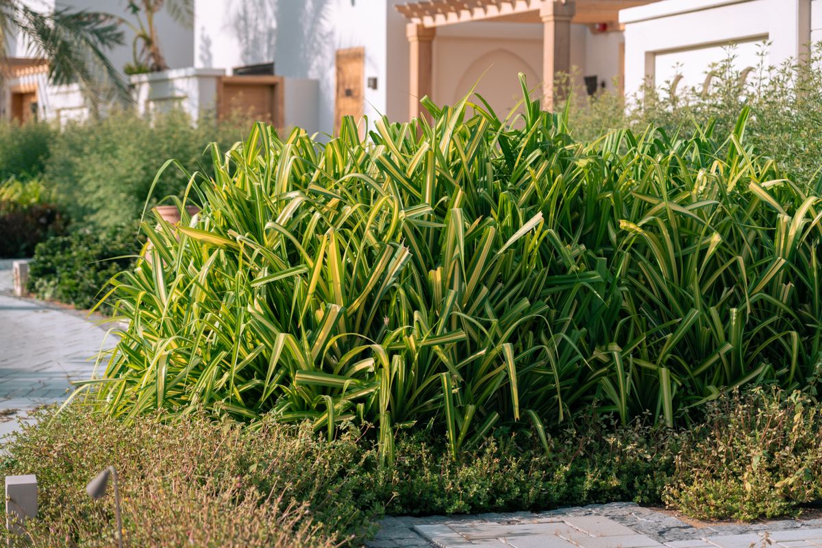 Urban landscaping with lush greenery in a Middle Eastern city