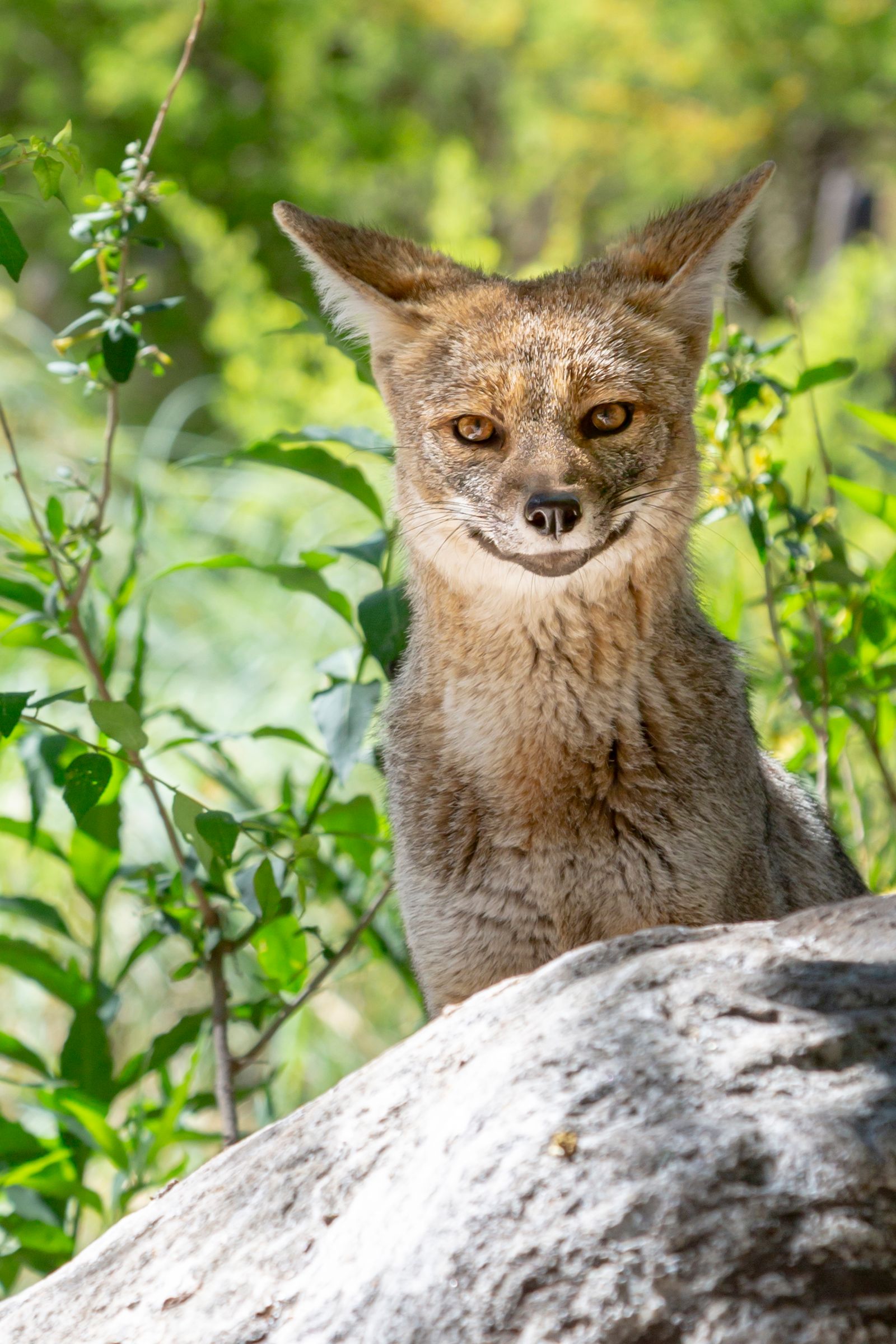 Sweetie Fox Photos, Download The BEST Free Sweetie Fox Stock Photos