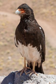 A majestic Black-Chested Buzzard Eagle perched outdoors in Mendoza, Argentina.
