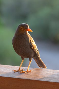 A stunning glossy blackbird perched on a wooden rail in afternoon sunlight, Merlo, Argentina.