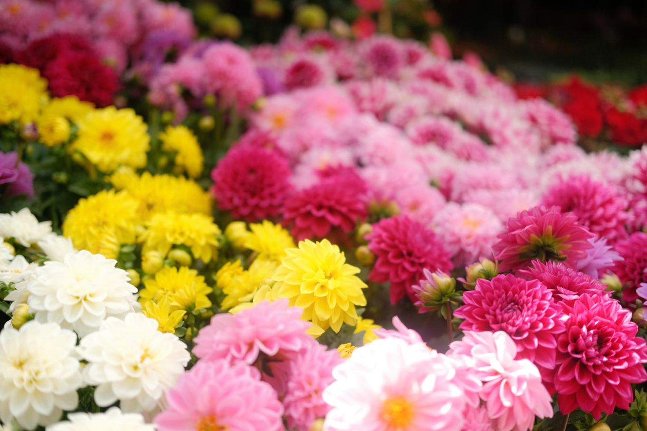 when to plant dahlia tubers: a beautiful garden photo