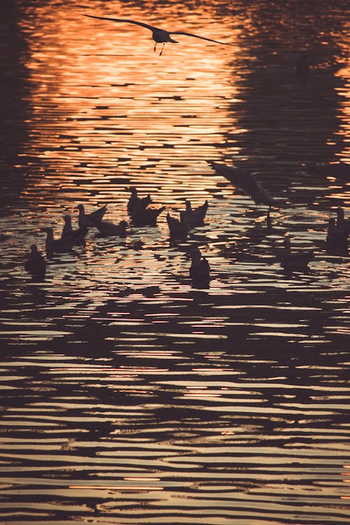 Free stock photo of blue water, brids, seagull