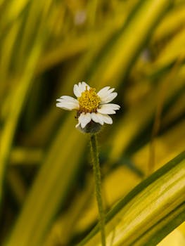 A detailed close-up of a single wild flower with white petals and a yellow center against blurred foliage.