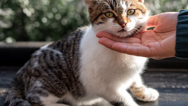 Free stock photo of adorable cat, adorable feline, adult cat